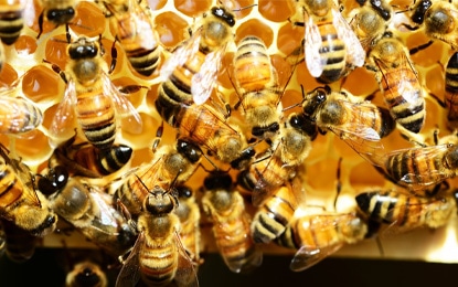 The Importance of Honey Bees in North Texas