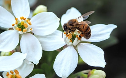 How Do Honey Bees Survive the Cold?