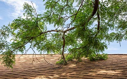 Remove Dead Tree Limbs From Above Your Home