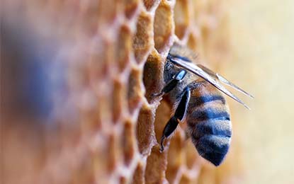 How do Honey Bees Create Honey?